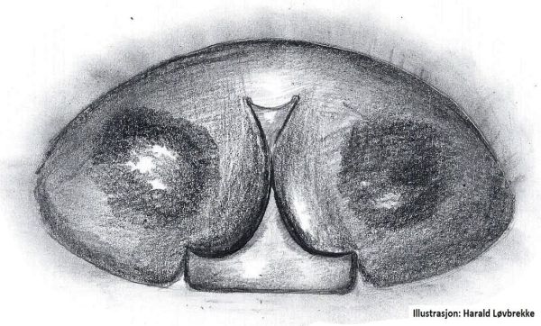 Datei:Semljicola faustus epigyn HLovbrekke.jpg