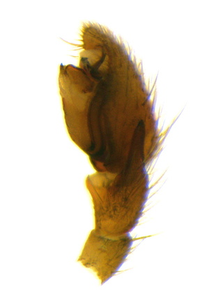 Datei:Zelotes aeneus m pp1 4,64mm DomaineDuPortD-Anvers FR 26Jul1992 POger.jpg