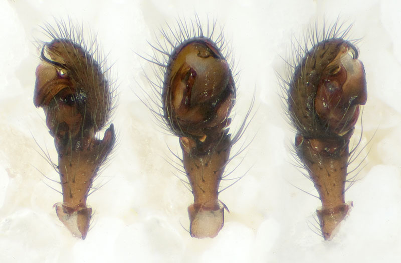 Datei:Leptothrix-hardyi No-Liesten 09-10 07-Ped.jpg