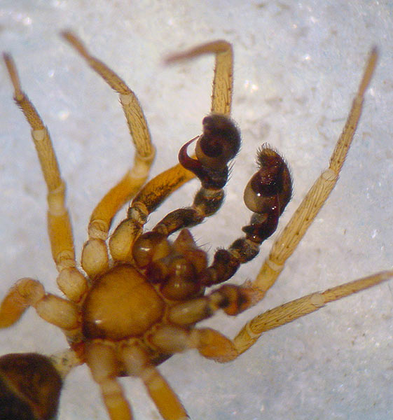 Datei:Phrurolithus minimus m AStaudt Palpen.jpg