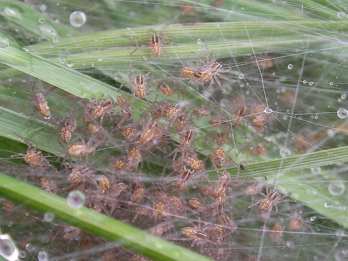 Datei:Dolomedes plantarius spiderlinge Russia-Karelia AKainelainen.jpg
