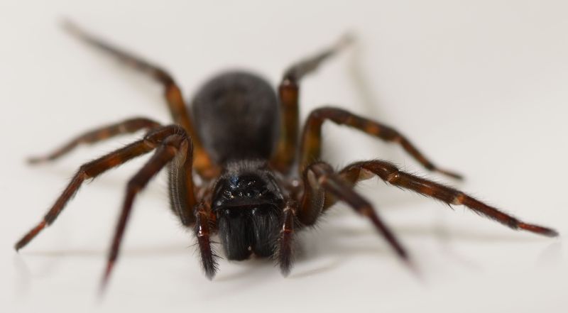 Datei:Amaurobius ferox w 12mm fr TrockenrasenUnterStein Raitenhaslach dkl 5 kl.jpg