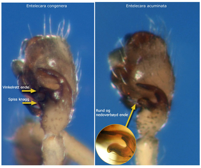 Datei:Entelecara acuminata und congenera tibialapofyse GHMorka.jpg