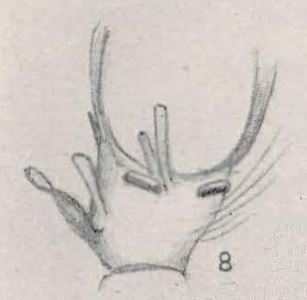 Datei:Hull 1948 Ozyptila malusoa Palpal tibia from below.jpg