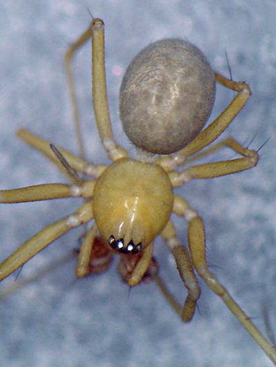 Improphantes improbulus 7 1024.jpg