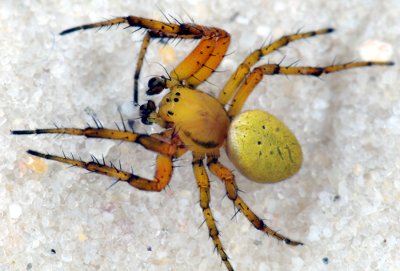 Araniella inconspicua m(400).jpg