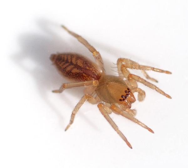 Datei:Clubiona comta male.jpg