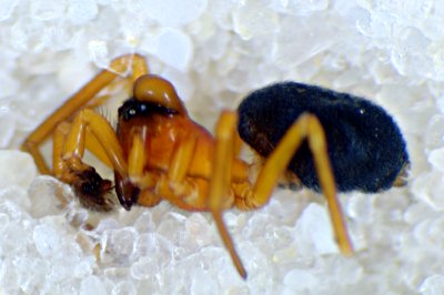 Hypomma bituberculatum Wiki der Arachnologischen Gesellschaft e. V.