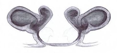 Datei:Oedothorax apicatus w vulva HLovbrekke.jpg