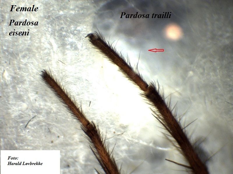 Datei:Pardosa traiili vs P eiseni female tarsus I HLovbrekke.jpg
