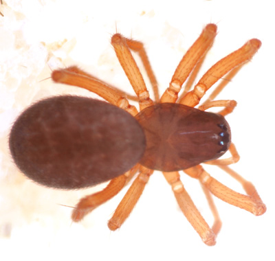 Porrhomma montanum hunn 180510.jpg