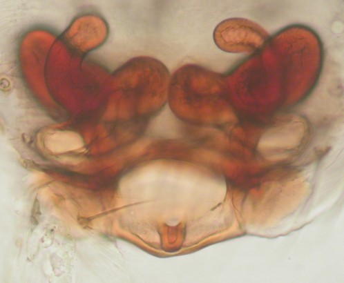Datei:Porrhomma pygmaeum Kølabekk-kilen 03.11.2010 vulva sett utenfra AFjellberg.jpg