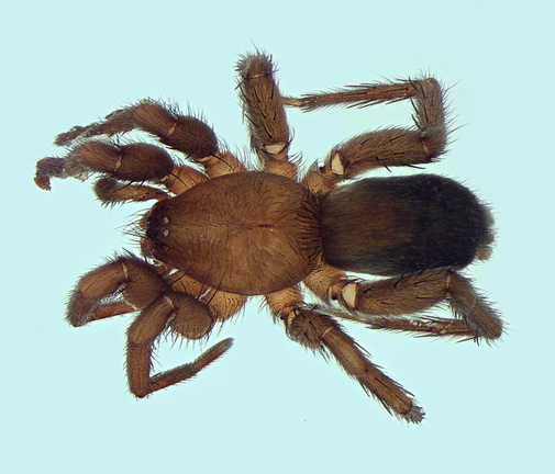 Datei:Scotophaeus nanoides m do 5,45mm inVegetation StAndre FR Jul13 POger.jpg