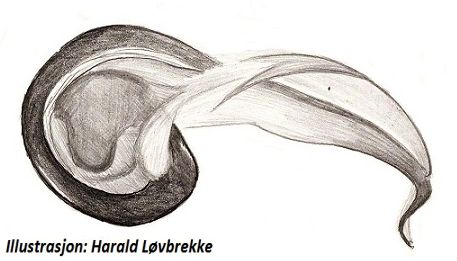 Datei:Tetragnatha montana embolus HLovbrekke.jpg