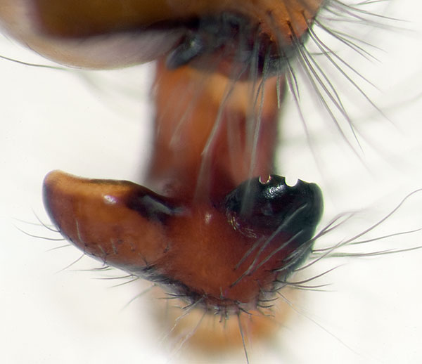 Datei:Amaurobius-scopolii Alpen-SanBernardo 14-09 07-Ped-detail.jpg