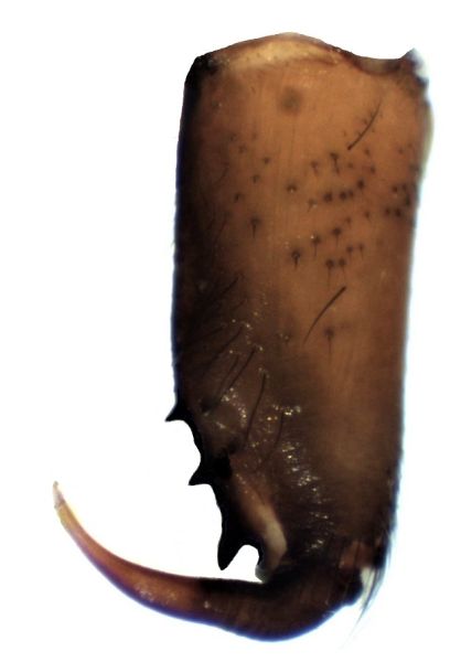 Datei:Drassodes cupreus m kjeve HLovbrekke.jpg