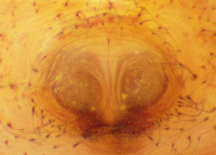 Datei:Xysticus lanio w knapp7mm rötlich Epigyne kl.jpg