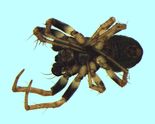 Datei:Hypsosinga albovittata m ve 2,46mm unterStein SaoMarcosDaSerra Portugal 6Mai12 POger.jpg