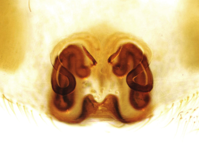 Datei:Sitticus rupicola female A6430 PP6451.jpg