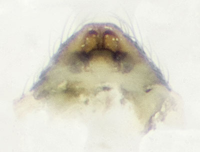 Datei:Aphileta-misera Schierke-4230 11-05 03-Vulva.jpg