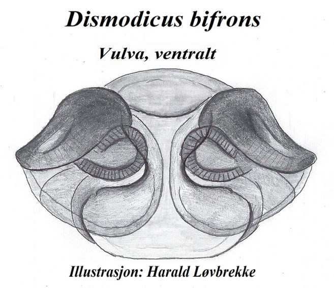 Datei:Dismodicus bifrons vulva ventralt HLovbrekke.jpg