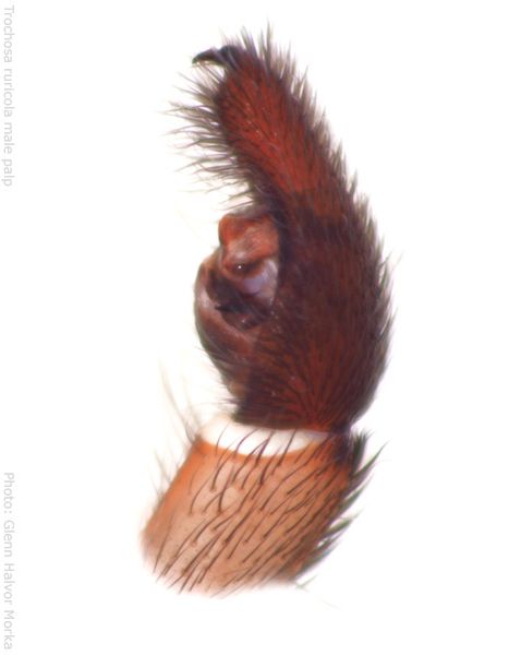 Datei:Trochosa ruricola palp 600 GHMorka.jpg