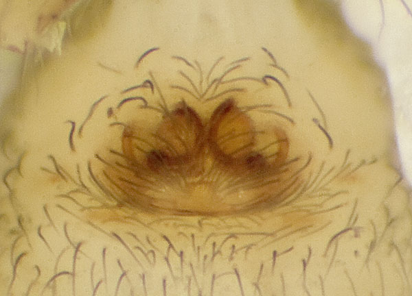 Datei:Hahnia-helveola No-Risnesoina 09-12 04-Epig.jpg