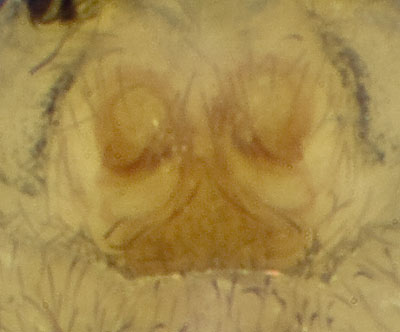 Datei:Neon-rayi Zietschkuppe 09-04 09-Epig.jpg