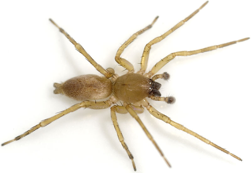 Datei:Terrestris Koetsch 08-10 04.jpg