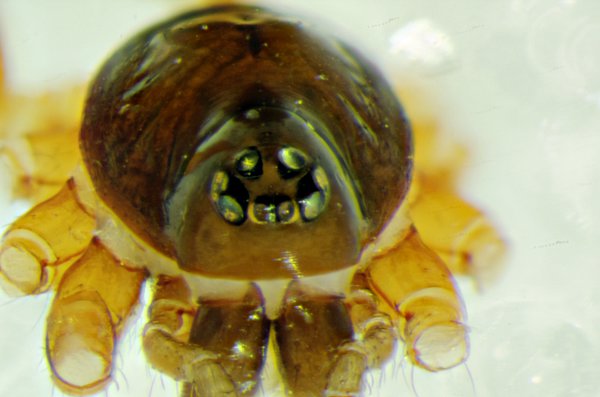 Datei:Walckenaeria cucullata 19.04.2013 Schwinkenrade fem Augen frontal-800.jpg