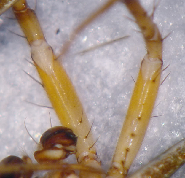 Datei:Araniella cucurbitina 7 1024.jpg