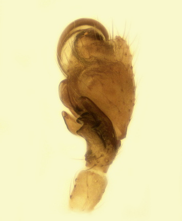 Datei:Entelecara flavipes m pp1 1,55mm Coll RBosman 7Jun1976 Houwaart Belgien POger.jpg