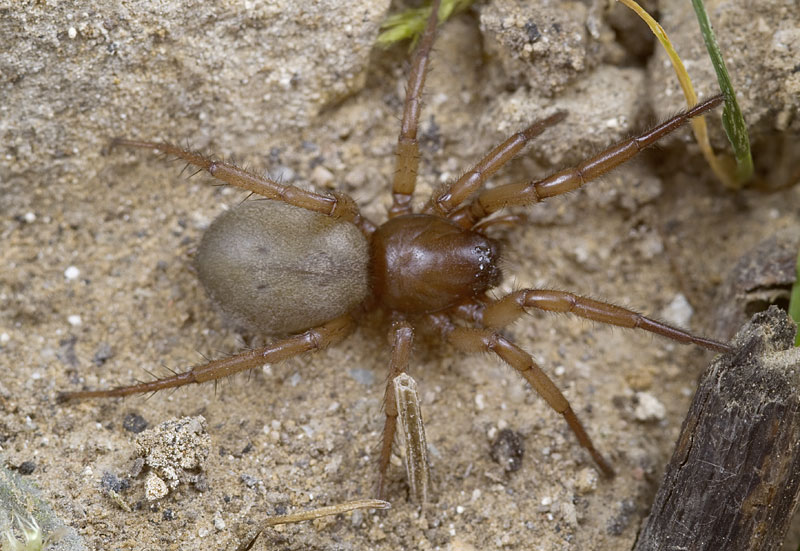 Datei:Gnaphosa-dolosa GR-Mytikas 10-05 01.jpg