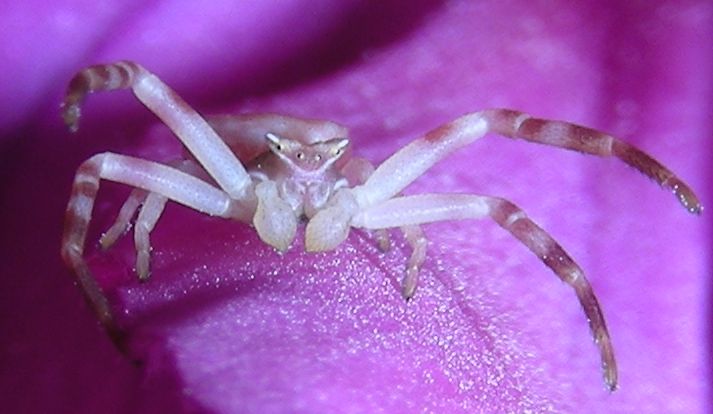 Datei:Thomisus onustus sa m1.jpg