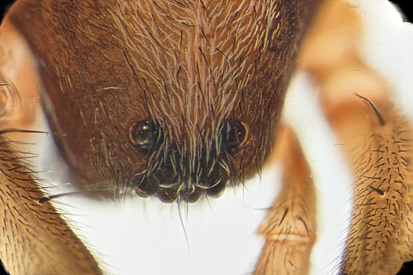 Datei:Arctosa liutetiana 02.06.15 augen dorsal.jpg