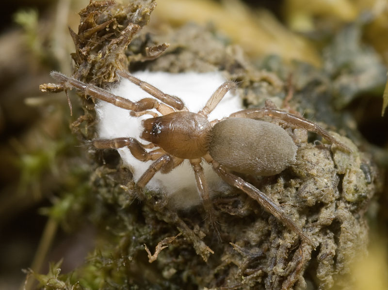 Datei:Haplodrassus-minor Ettersberg 09-06 04.jpg