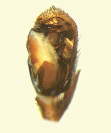Datei:Zelotes oblongus m pp2 5,49mm unterStein Chavanay FR 1Dez13 POger.jpg