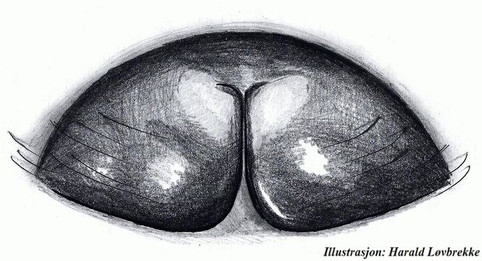 Datei:Araeoncus crassiceps epigyn HLovbrekke.jpg