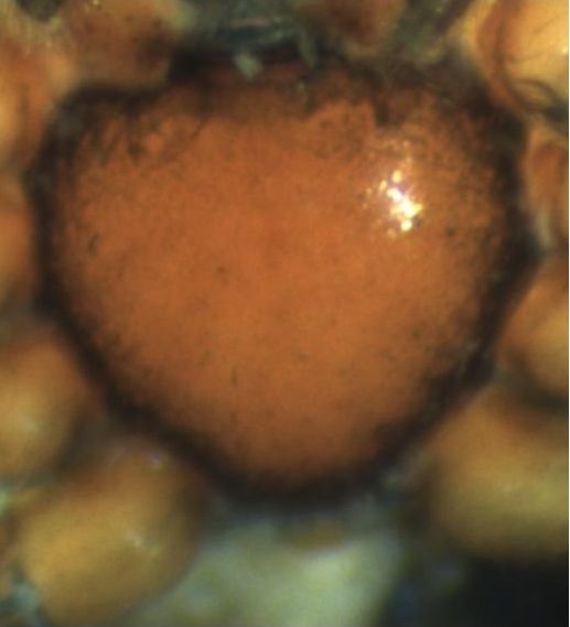 Datei:Hypselistes jacksoni w sternum HLobrekke.jpg