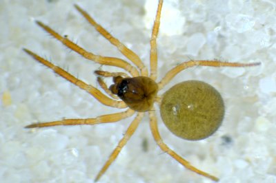 Datei:Maso sundevalli f (dorsal)-19.05.10-472-6.jpg