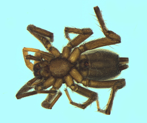 Datei:Nomisia celerrima w ve 3,62mm IleDeTiboulen Bodenfalle FR 8Jun12 POger.jpg