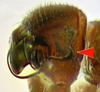 Silometopus ambiguus 2014-03-26 Priwall Spuelsaum pedi-dorsal (Apophye)-detail.jpg