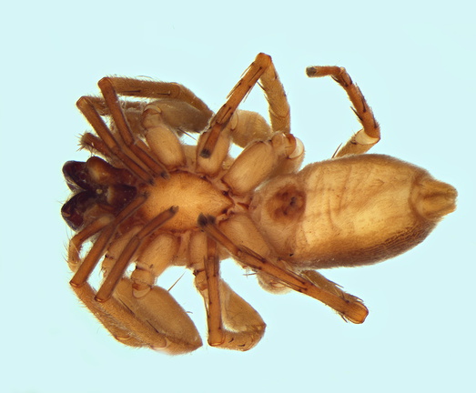 Datei:Clubiona similis w ve 5,88mm France POger.jpg