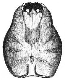 Datei:Mecynargus monticola f Kopf dorsal HLoevbrekke.jpg