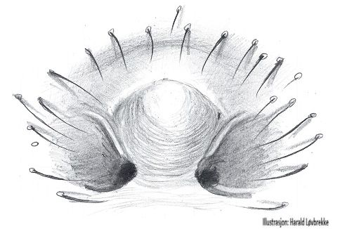 Datei:Misumena vatia epigyn HLovbrekke.jpg