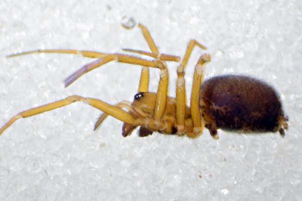 Datei:Palliduphantes ericaeus f Finnmark-26.07.11-063-8-(a)-Lateral.jpg