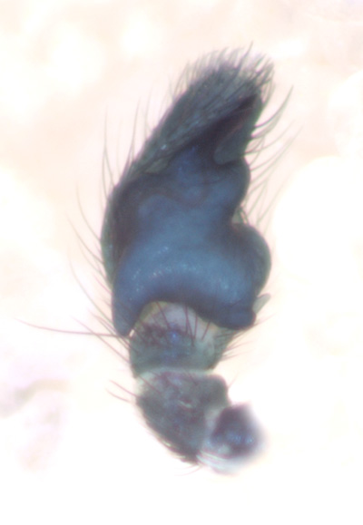 Datei:Heliophanus dubius m pp3 GHMorka.jpg