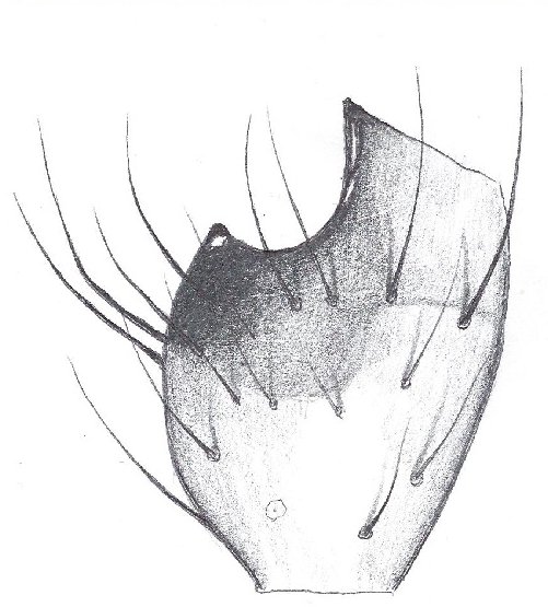 Datei:Mecynargus monticola Pedipalpus link Tibiaslapophyse HLoevbrekke.jpg