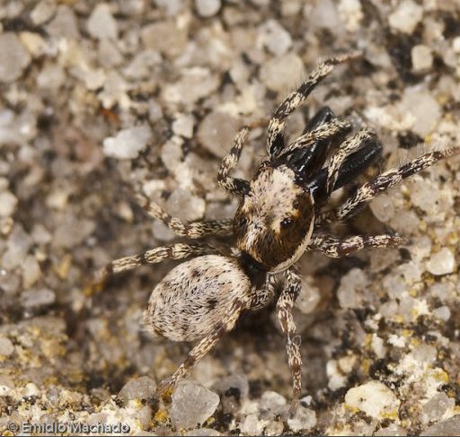 Datei:Salticus mutabilis 2.jpg