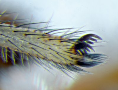 Datei:Xysticus lanio m 2013-05-10 WesloaerWald doppelklaue Tarsus 1.jpg